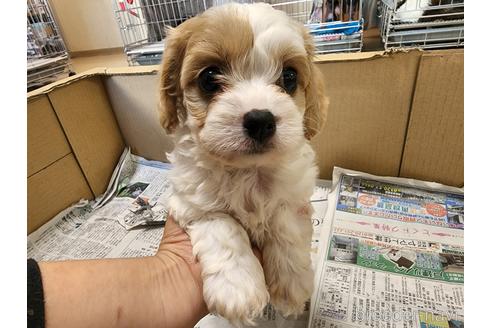 成約済の愛知県のミックス犬-211023の1枚目