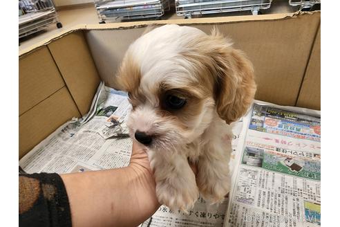 成約済の愛知県のミックス犬-211023の5枚目