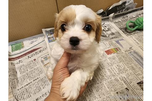 成約済の愛知県のミックス犬-211023の6枚目