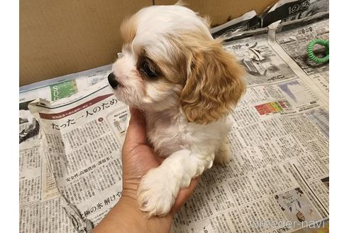 成約済の愛知県のミックス犬-211023の3枚目