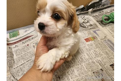 成約済の愛知県のミックス犬-211023の4枚目