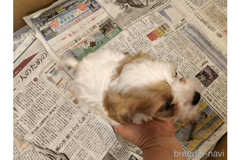 成約済の愛知県のミックス犬-211023の2枚目