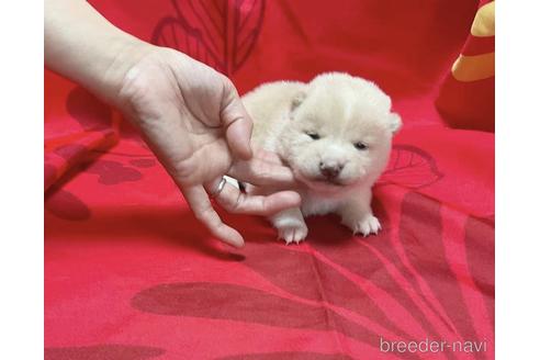 成約済の奈良県の豆柴-211039の2枚目