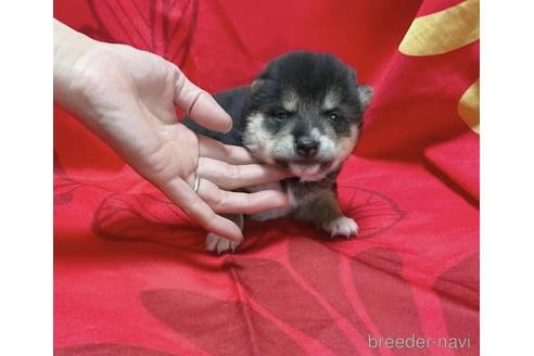 成約済の奈良県の豆柴-211040の2枚目