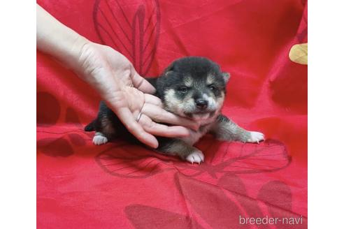 成約済の奈良県の豆柴-211040の1枚目