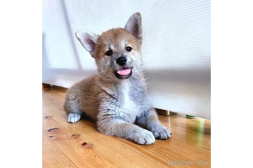 成約済の茨城県のミックス犬-204506の34枚目