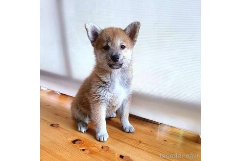 成約済の茨城県のミックス犬-204506の35枚目