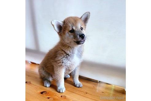 成約済の茨城県のミックス犬-204506の32枚目
