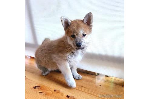 成約済の茨城県のミックス犬-204506の31枚目