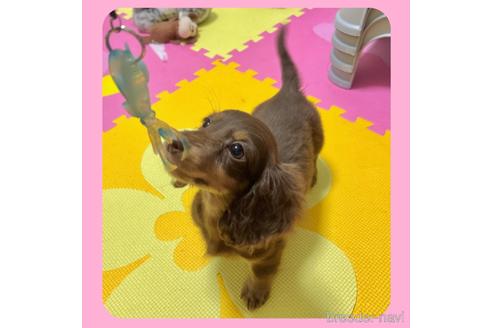 成約済の京都府のミニチュアダックスフンド(ロングヘアード)-211060の8枚目