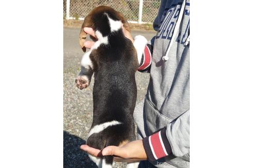 成約済の栃木県のビーグル-208923の2枚目