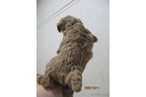 成約済の鳥取県のティーカッププードル-207909の5枚目