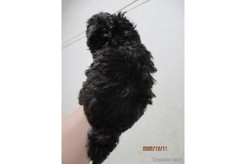成約済の鳥取県のタイニープードル-207911の4枚目