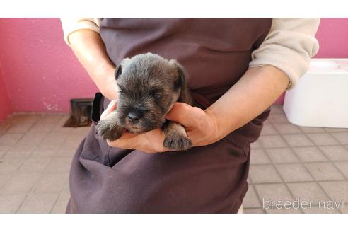 成約済の愛知県のミニチュアシュナウザー-211122の6枚目