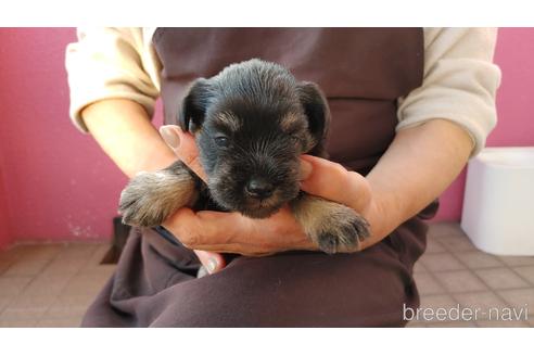 成約済の愛知県のミニチュアシュナウザー-211123の4枚目