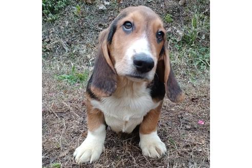 成約済の神奈川県のミックス犬-196352の6枚目