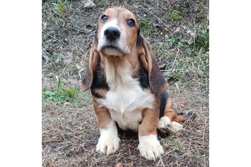 成約済の神奈川県のミックス犬-196352の5枚目