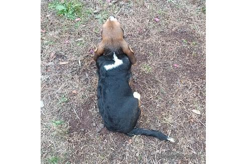 成約済の神奈川県のミックス犬-196352の4枚目