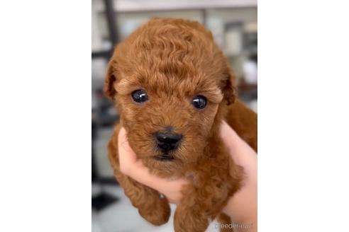 成約済の福岡県のトイプードル-211149の5枚目