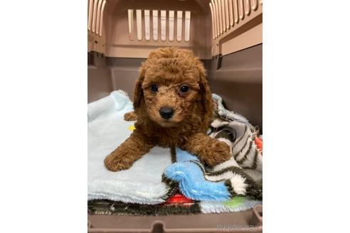 成約済の愛媛県のタイニープードル-211165の4枚目