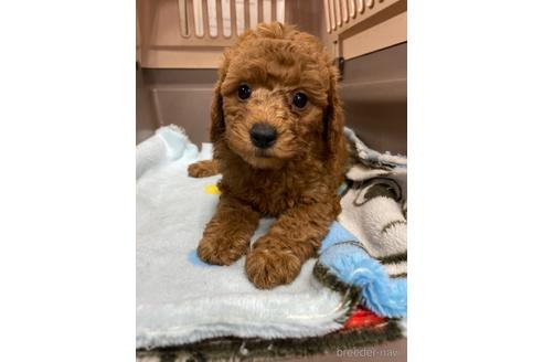 成約済の愛媛県のタイニープードル-211165