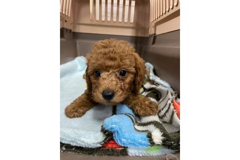 成約済の愛媛県のタイニープードル-211165の5枚目