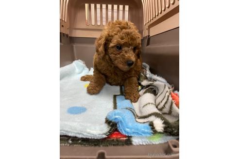 成約済の愛媛県のタイニープードル-211165の2枚目