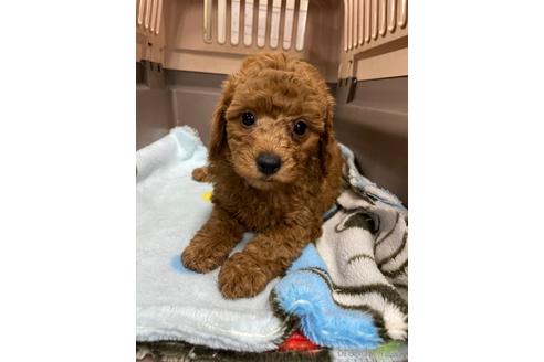 成約済の愛媛県のタイニープードル-211165の3枚目
