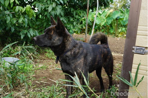 のの甲斐犬-