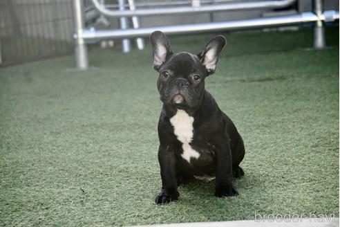 子犬