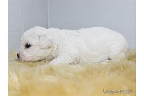 成約済の愛知県のビションフリーゼ-211194の2枚目
