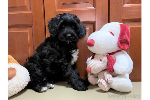 成約済の茨城県のミックス犬-211224の4枚目
