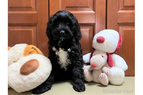 成約済の茨城県のミックス犬-211224の1枚目