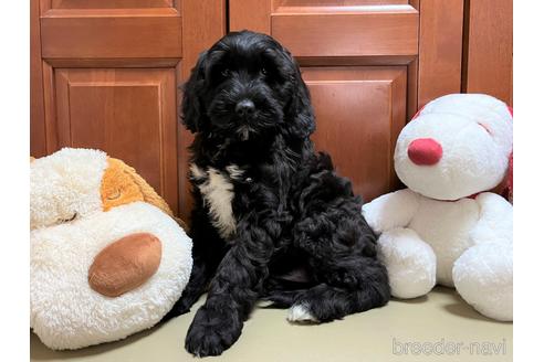 成約済の茨城県のミックス犬-211224の2枚目