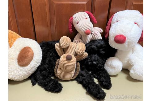 成約済の茨城県のミックス犬-211225の1枚目