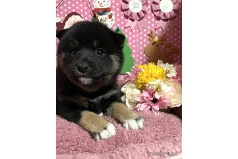 成約済の埼玉県の柴犬-211231の4枚目