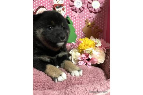 成約済の埼玉県の柴犬-211231の2枚目