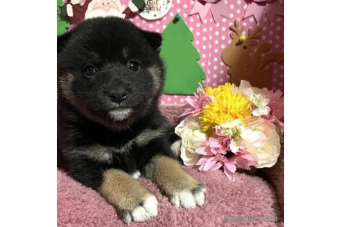 成約済の埼玉県の柴犬-211231の3枚目