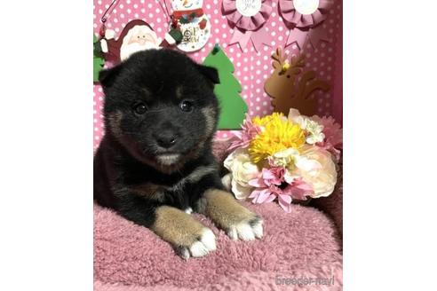 成約済の埼玉県の柴犬-211231の1枚目