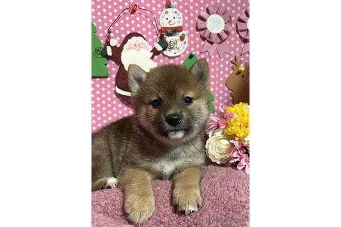 成約済の埼玉県の柴犬-211233の2枚目