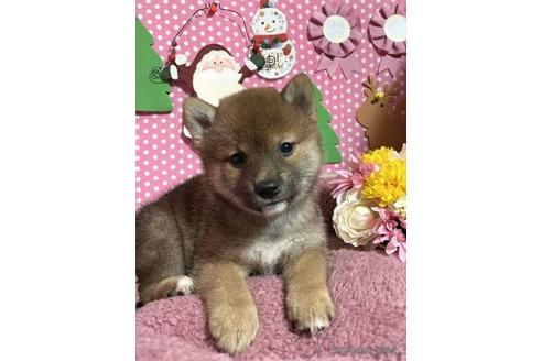 成約済の埼玉県の柴犬-211233の1枚目
