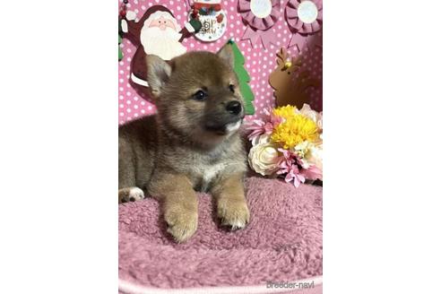 成約済の埼玉県の柴犬-211233の4枚目