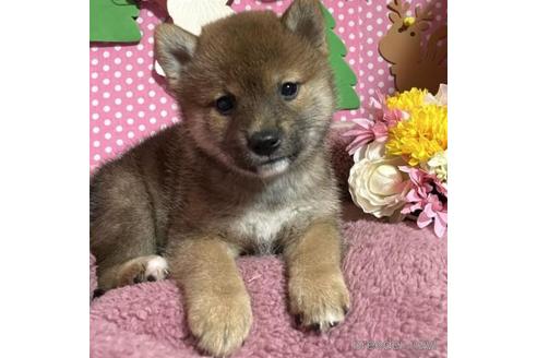 成約済の埼玉県の柴犬-211233の5枚目