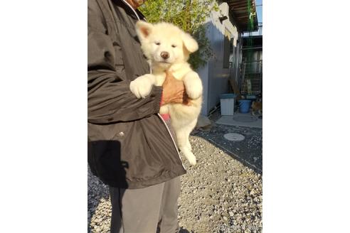 成約済の岡山県の秋田犬-211234の2枚目