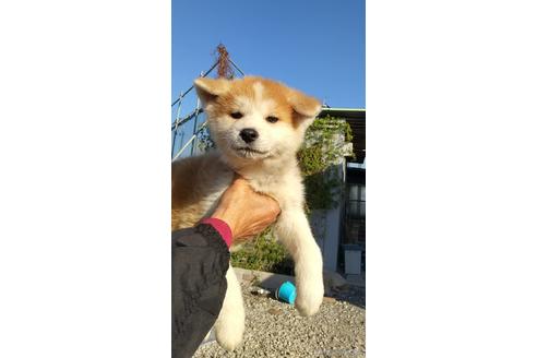 成約済の岡山県の秋田犬-211237