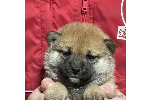 成約済の千葉県の柴犬-211257の2枚目