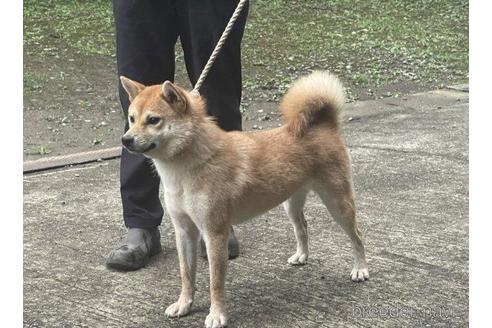 成約済の千葉県の柴犬-211257の5枚目