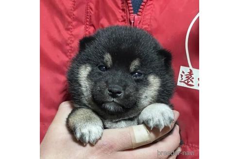 成約済の千葉県の柴犬-211264の1枚目