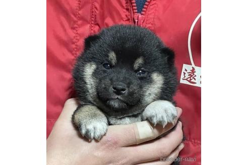 成約済の千葉県の柴犬-211264の3枚目