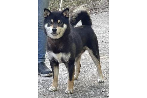 成約済の千葉県の柴犬-211267の3枚目